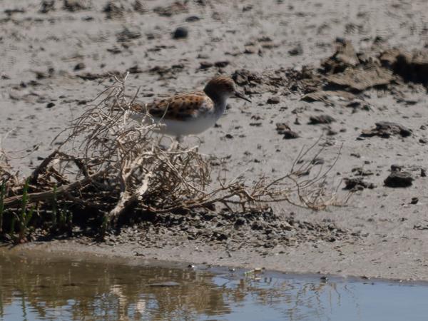 Temmincks strandloper (Calidris temminckii)